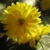 Yellow chrysantemum in sunlight